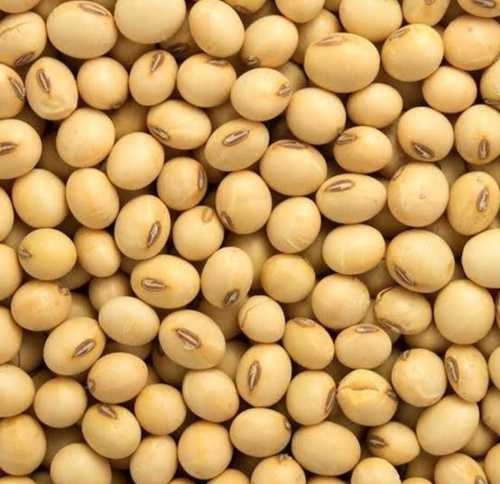 Soya Bean